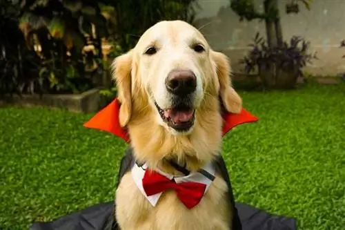 22 plans de costumes de bricolage pour chiens que vous pouvez faire aujourd'hui (avec photos)