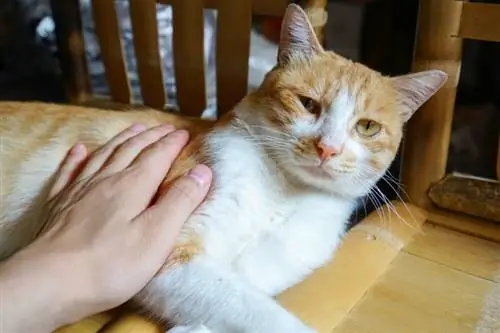 gato laranja tocado pela mão do homem