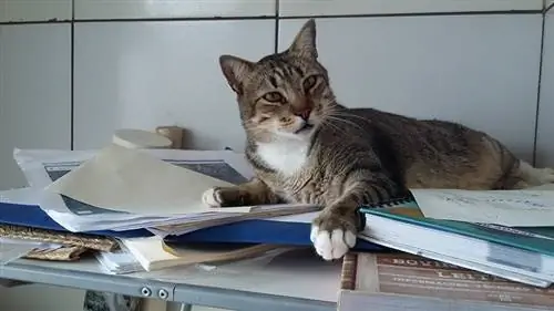 kucing tabby duduk di atas kepingan kertas di atas meja