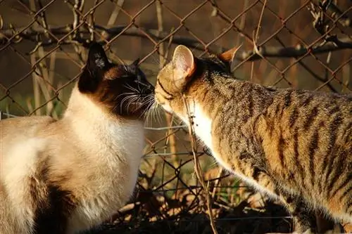 gatos siameses e cavala tocando nariz