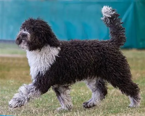 un chien d'eau espagnol lors d'une exposition canine