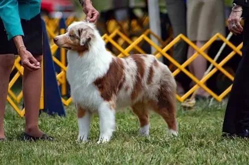 cão pastor australiano treinando para exposição de cães