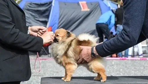 Conducteur d'exposition canine