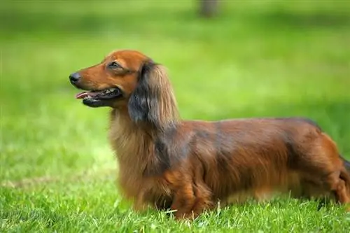 un Dachshund de pèl llarg dempeus sobre l'herba