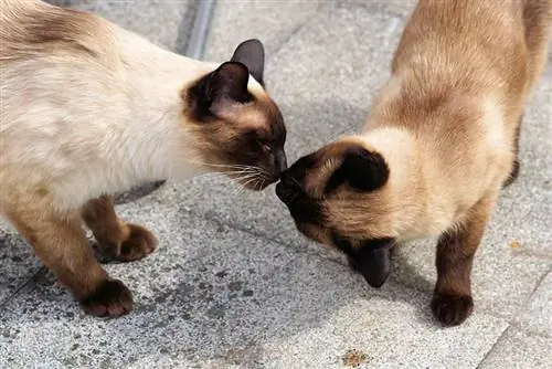 gatos siameses tocándose la nariz