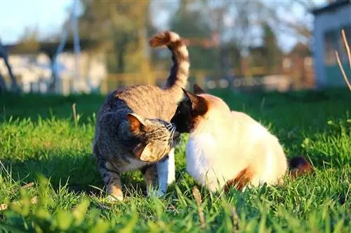 mackerel tabby miv sniffing siamese miv