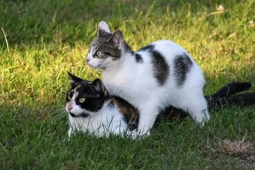 Twee katten in het gras