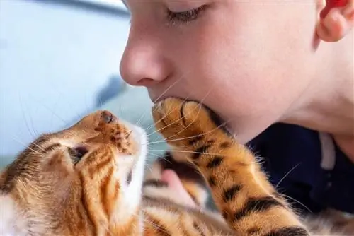 Perché i gatti sentono l'odore del tuo alito? 7 ragioni per questo comportamento