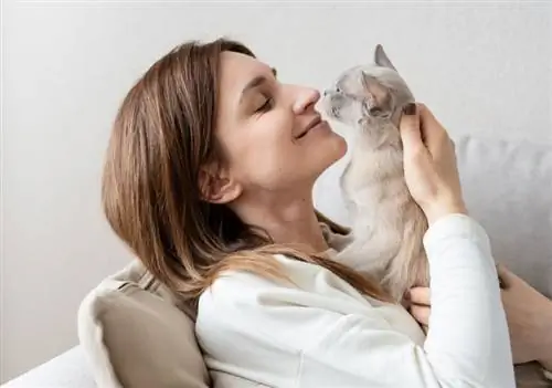 gatto birmano lilla che bacia il naso della donna