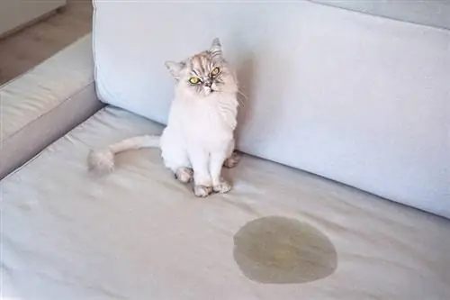 noda kencing kucing di sofa