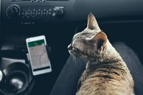 gato devon rex viajando en coche tranquilo, en el regazo de los propietarios