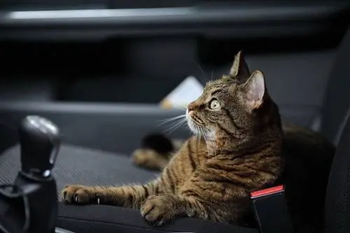 gato tranquilo en un asiento de coche