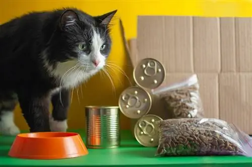 el concepto de comida a domicilio para un gato mascota