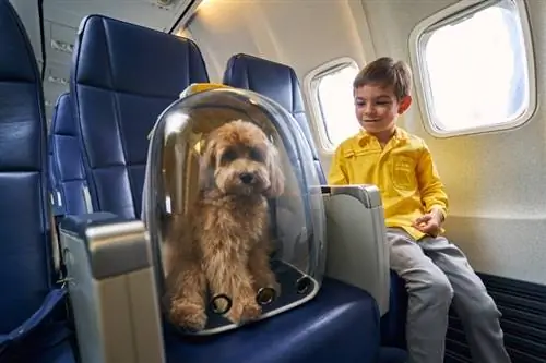 Når kan en hund kjøre gratis på et fly? (Fakta, & FAQ)