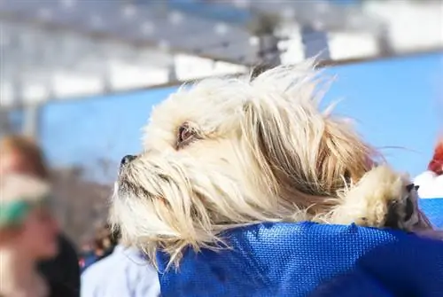 Shih Tzus pode voar em aviões? A resposta surpreendente