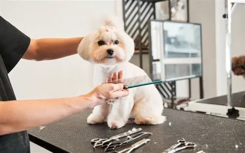 bir masada beyaz bir M altipoo köpeği olan bir evcil hayvan bakıcısı