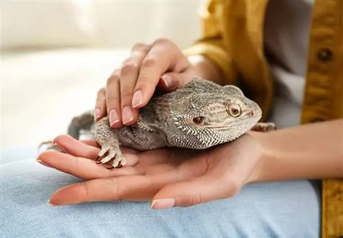 mulher segurando seu dragão barbudo