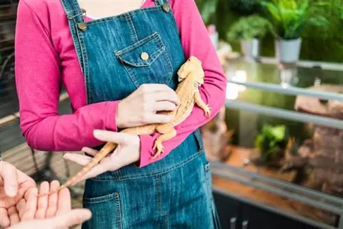 Vole li bradati zmajevi biti kućni ljubimci? Kako to ispravno učiniti