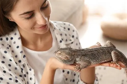 egy nő, aki egy szakállas sárkányt tart