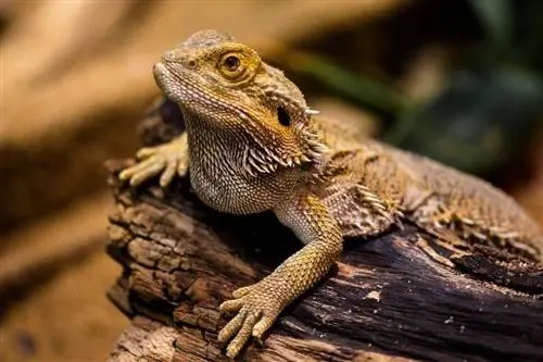 primo piano di un drago barbuto sul ramo