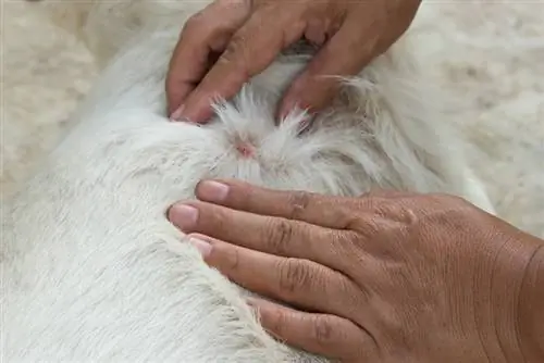 mani femminili che separano la pelliccia del cane in cerca di zecca