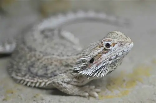 20 Utrolige & Sjove Bearded Dragon Fakta