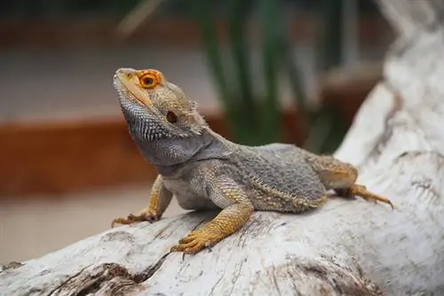 Cara Merawat Bearded Dragon: Tips yang Disetujui Dokter Hewan