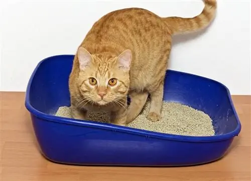 gato laranja cavando caixa de areia