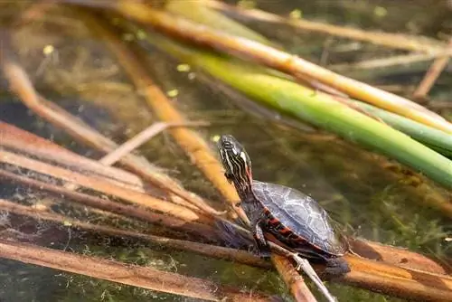 Čime hraniti bebe oslikane kornjače: 5 prijedloga (sa slikama)