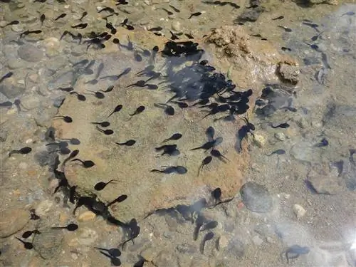 tadpoles sa tubig