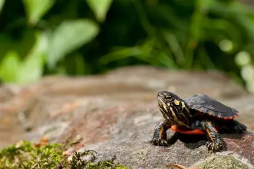 Baby bem alte Schildkröte