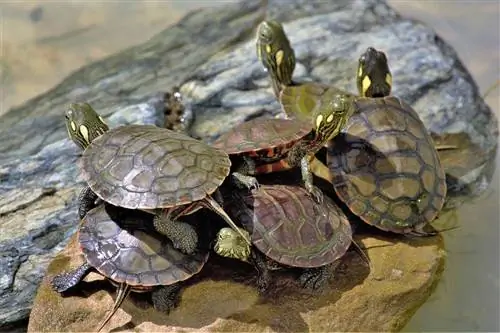 baby painted turtles