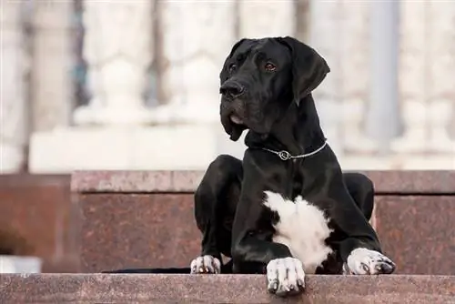 młody czarny pies dog niemiecki leżący na zewnątrz