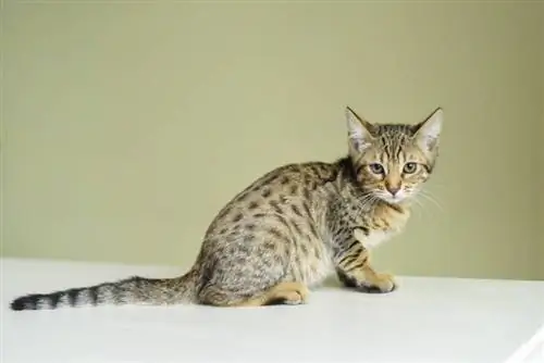 بچه گربه savannah f5 روی میز چوبی