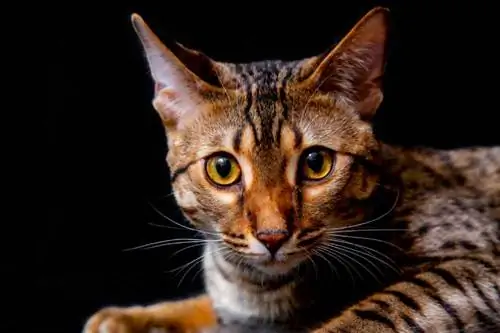 F5 Savannah Cat: Rarity, Temperament, Info & Mer