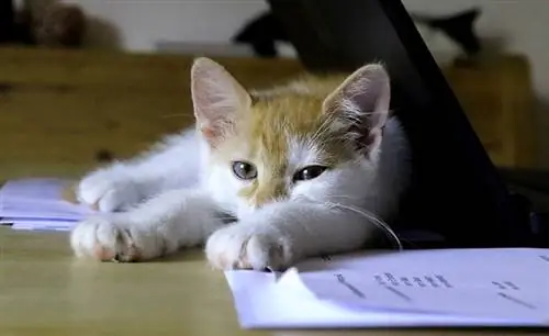 chaton allongé sur des morceaux de papier sur la table