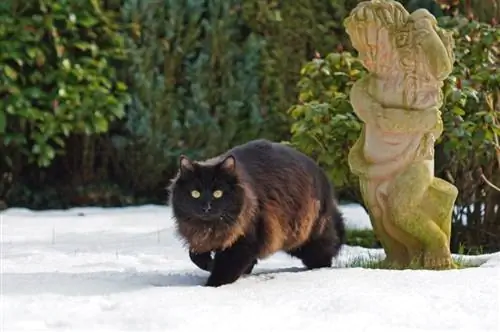 chat nebelung dans la neige