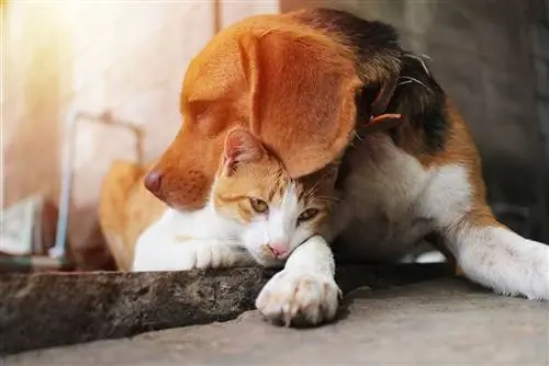 gato y beagle abrazados