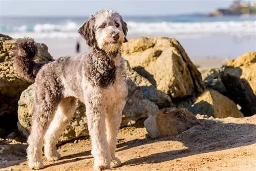 Aussiedoodle kuchukcha sohilda o'ynamoqda