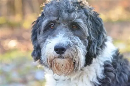 Schattig aussiedoodle-meisje