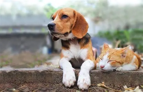 Beagle köpek ve kahverengi kedi parkta patikada yan yana yatıyorlar.