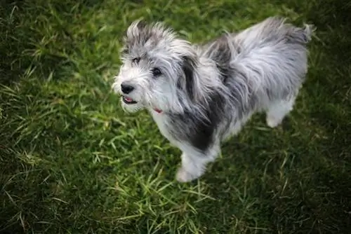 Blue Merle Mini Aussiedoodle