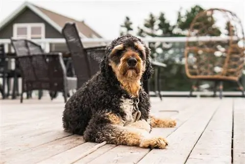 Aussiedoodle tricolore