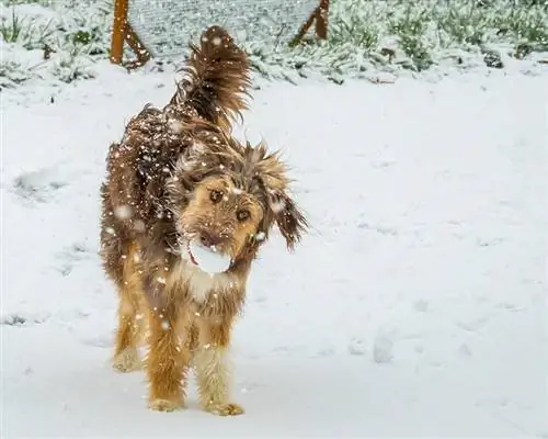 Sable Aussiedoodle qishki qor