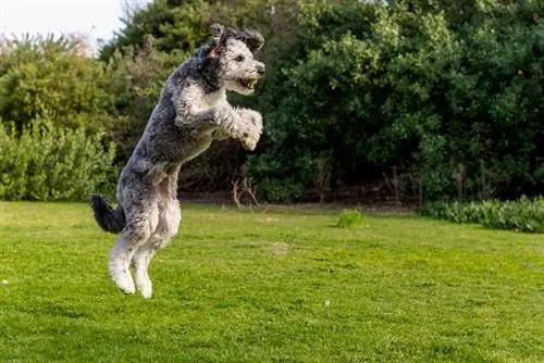 Aussiedoodle-puppy die in park spelen