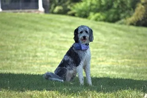 aussiedoodle schaduw zittende goede hond