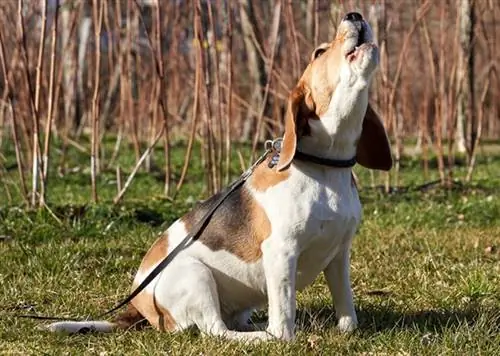 beagle wyjący w lesie