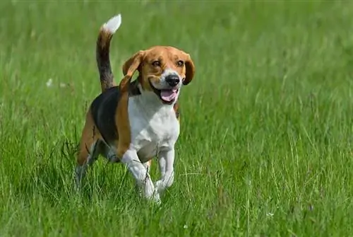 anjing beagle berlari di padang rumput