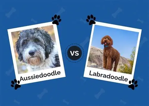 Aussiedoodle vs Labradoodle: glavne razlike (sa slikama)