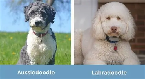 Aussiedoodle vs Labradoodle naast elkaar